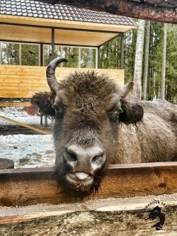 22.02.2026 Заповедник зубров + Гороховец и дегустация