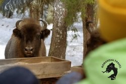 07.01.2025 Заповедник зубров + Гороховец и дегустация