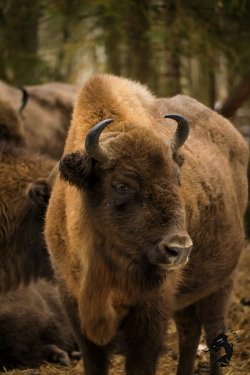 22.02.2026 Заповедник зубров + Гороховец и дегустация