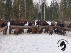 07.01.2025 Заповедник зубров + Гороховец и дегустация