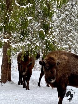 07.01.2025 Заповедник зубров + Гороховец и дегустация