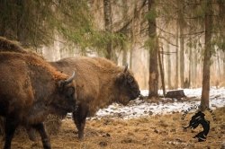 22.02.2026 Заповедник зубров + Гороховец и дегустация