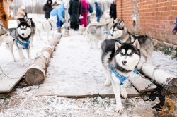 28.12.2025 Электричка в Простоквашино
