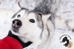 28.12.2025 Электричка в Простоквашино