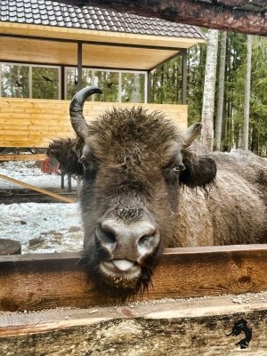 22.02.2026 Заповедник зубров + Гороховец и дегустация