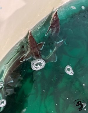 02.05.2026 Чкаловск - Пурех