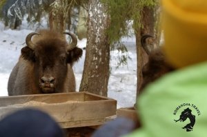 07.01.2025 Заповедник зубров + Гороховец и дегустация