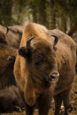 22.02.2026 Заповедник зубров + Гороховец и дегустация