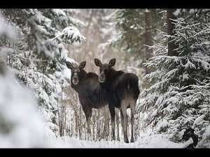 03.11.2026 Кострома