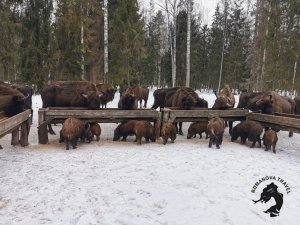 07.01.2025 Заповедник зубров + Гороховец и дегустация