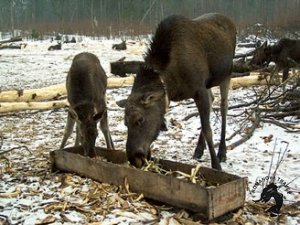 04.01.2026 Кострома