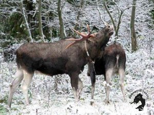 04.01.2026 Кострома