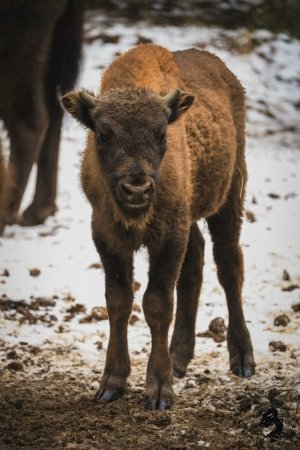 22.02.2026 Заповедник зубров + Гороховец и дегустация
