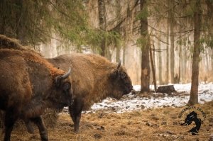 22.02.2026 Заповедник зубров + Гороховец и дегустация