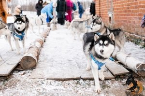 28.12.2025 Электричка в Простоквашино
