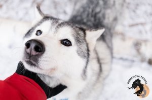 28.12.2025 Электричка в Простоквашино