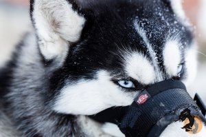 28.12.2025 Электричка в Простоквашино