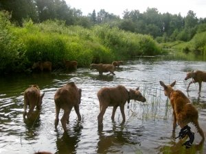 10.05.2026 Кострома