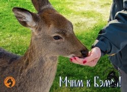 11.10.2026 Городец